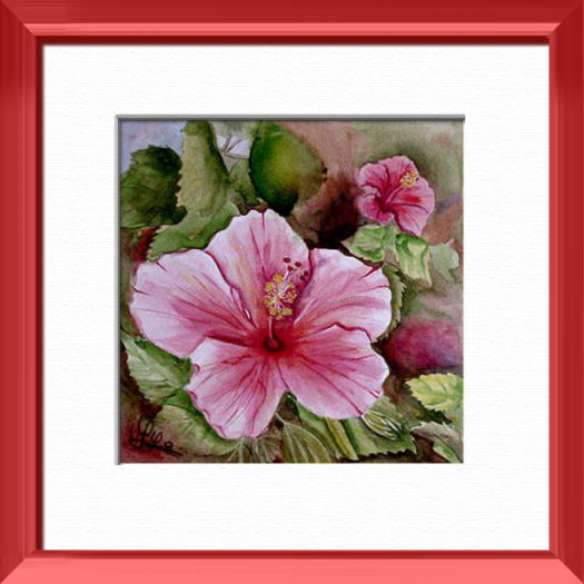 A rose hibiscus, Madras - India, Plants, flowers, nature - , original framed watercolour, world travel diary, world watercolour