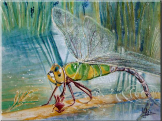 Dragonfly - Anax imerator, From a Quentin's photo., Insects - , original framed watercolour, world travel diary, world watercolour
