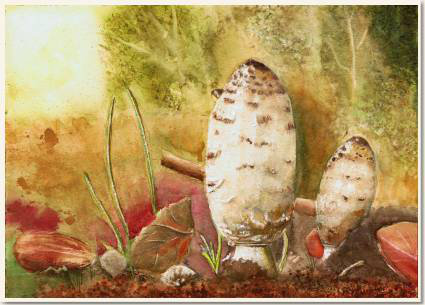 Original watercolour, Mushrooms,  From a Quentin's photo, paint, watercolour, world diary, watercolour , 