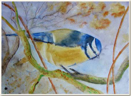 Aquarelle originale, Mésange bleue, D'après une photo de Quentin, peinture, aquarelle, carnet de voyage , oiseau, mésange