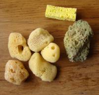 Small sponges-