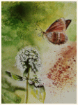 Butterfly, Mélitée des centaurées, painting, aquarelle, watercolour, travel diary, world, Clairanne Filaudeau 