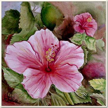 Original watercolour, A rose hibiscus, Madras - India, paint, watercolour, world diary, watercolour , 