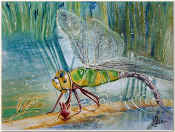 Aquarelle originale, Libellule - Anax empereur, D'après une photo de Quentin, peinture, aquarelle, carnet de voyage , libellule, eau