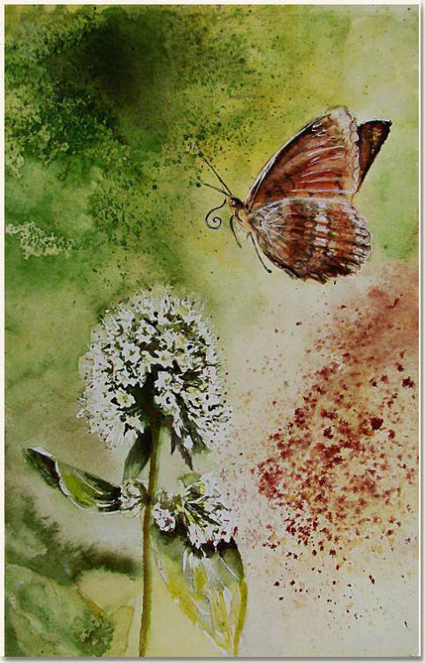 Original watercolour, Butterfly, Mélitée des centaurées, paint, watercolour, world diary, watercolour , butterfly