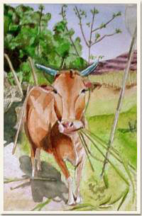 Aquarelle originale, Une vache sacrée, Goa - Inde, peinture, aquarelle, carnet de voyage , vache sacree, inde, ruminant, vert, verdure, nature, animal
