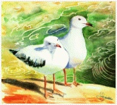 Un couple de goélands au bord de l'eau, Australie du Sud, peinture, aquarelle, carnet de voyage, monde, Clairanne Filaudeau 