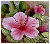 A rose hibiscus, Madras - India, painting, aquarelle, watercolour, travel diary, world, Clairanne Filaudeau 