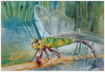 Dragonfly - Anax imerator, From a Quentin's photo., painting, aquarelle, watercolour, travel diary, world, Clairanne Filaudeau 