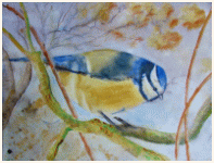 Blue titmouse, From a Quentin's photo, painting, aquarelle, watercolour, travel diary, world, Clairanne Filaudeau 