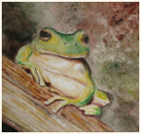 Sarde frog, From a Quentin's photo, painting, aquarelle, watercolour, travel diary, world, Clairanne Filaudeau 