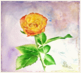 An orange rose quite simple, , painting, aquarelle, watercolour, travel diary, world, Clairanne Filaudeau 
