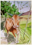 A sacred cow, Goa - India, painting, aquarelle, watercolour, travel diary, world, Clairanne Filaudeau 