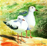 Aquarelle originale : Oiseaux-Un couple de goélands au bord de l'eau