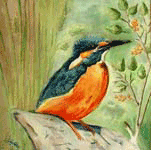 Aquarelle originale : Oiseaux-Martin-pêcheur de nos marais