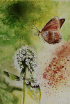 Aquarelle originale : Flowers and plants-Butterfly, Mélitée des centaurées